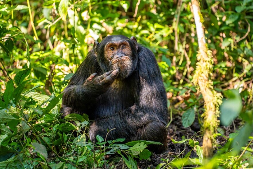 Se revelan los finalistas de los premios Nikon Comedy Wildlife Photography Awards 2024 Se revelan los finalistas de los premios Nikon Comedy Wildlife Photography Awards 2024