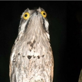 Se tapa la cara: Venezolana de aves de sudor haciendo ojos mejor que las estrellas