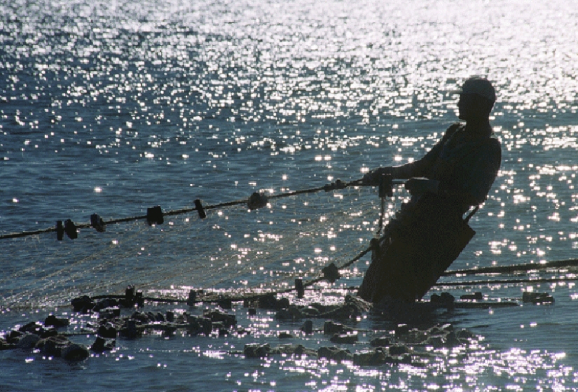 Service cats Service cats