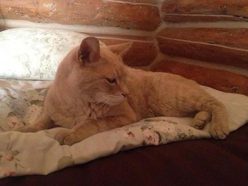 Service cats Service cats