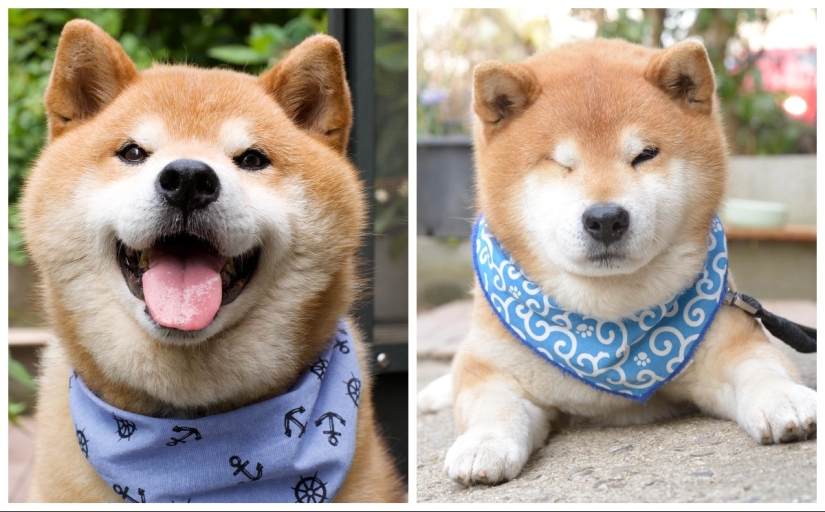 Shiba Inu Ryuji es el perro más fotogénico del mundo Shiba Inu Ryuji es el perro más fotogénico del mundo