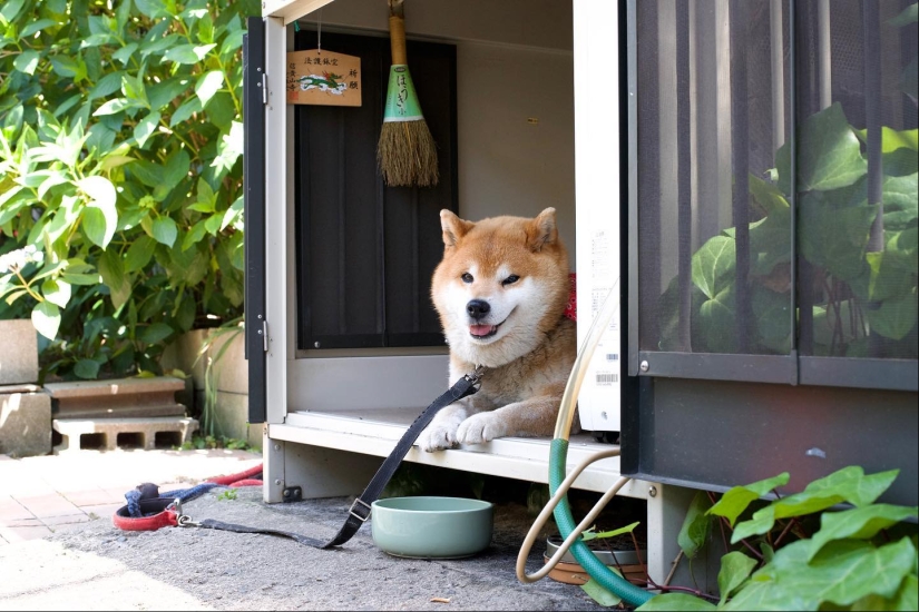 Shiba Inu Ryuji es el perro más fotogénico del mundo Shiba Inu Ryuji es el perro más fotogénico del mundo