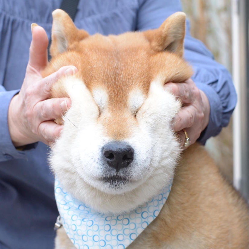 Shiba Inu Ryuji es el perro más fotogénico del mundo Shiba Inu Ryuji es el perro más fotogénico del mundo