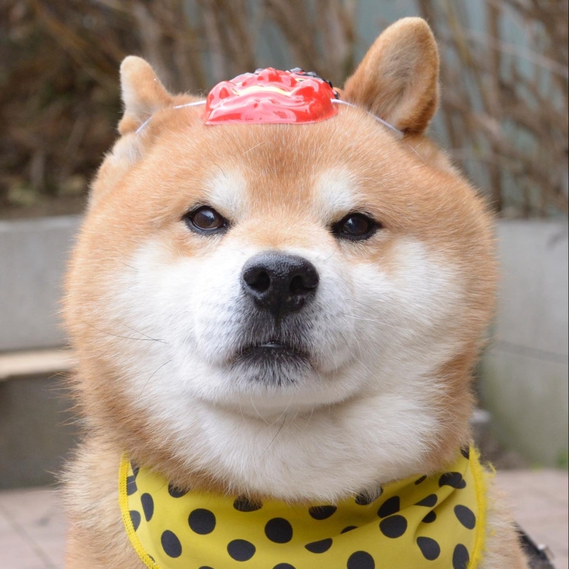 Shiba Inu Ryuji es el perro más fotogénico del mundo Shiba Inu Ryuji es el perro más fotogénico del mundo