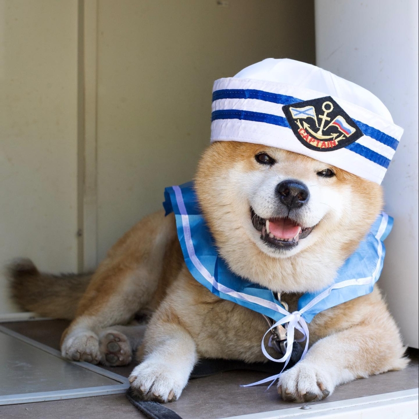 Shiba Inu Ryuji es el perro más fotogénico del mundo Shiba Inu Ryuji es el perro más fotogénico del mundo