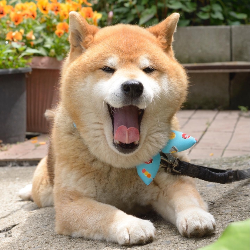 Shiba Inu Ryuji es el perro más fotogénico del mundo Shiba Inu Ryuji es el perro más fotogénico del mundo