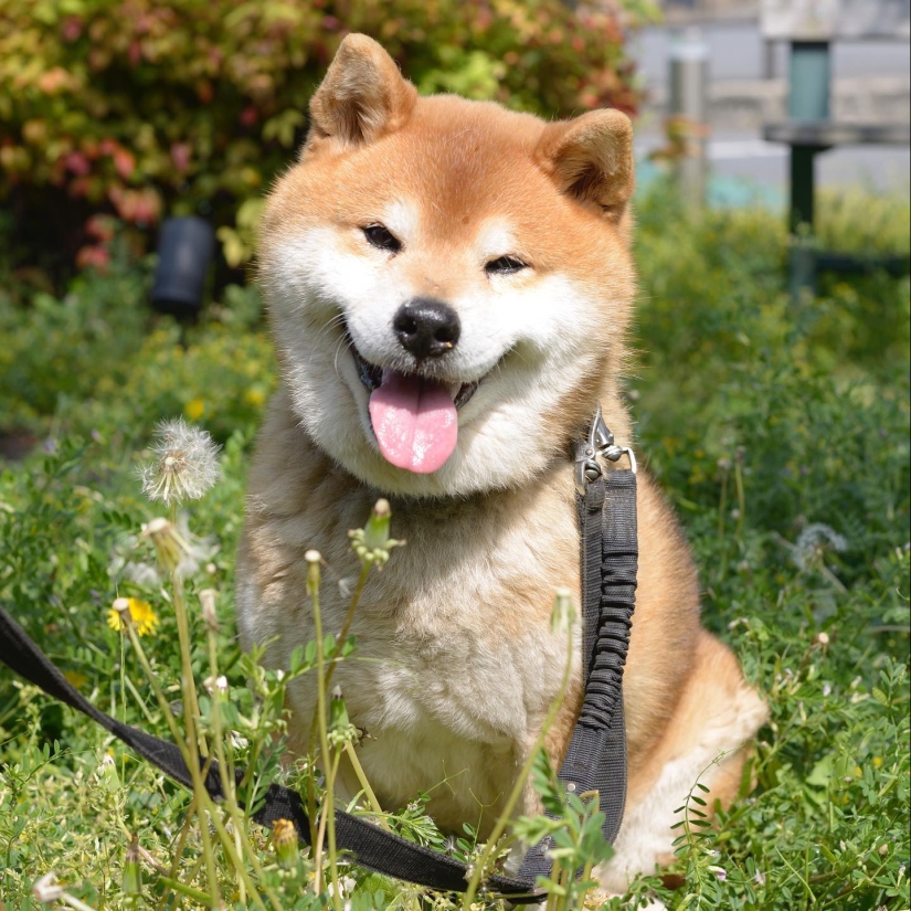 Shiba Inu Ryuji es el perro más fotogénico del mundo Shiba Inu Ryuji es el perro más fotogénico del mundo