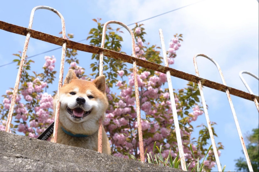 Shiba Inu Ryuji es el perro más fotogénico del mundo Shiba Inu Ryuji es el perro más fotogénico del mundo