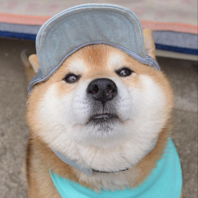 Shiba Inu Ryuji es el perro más fotogénico del mundo Shiba Inu Ryuji es el perro más fotogénico del mundo