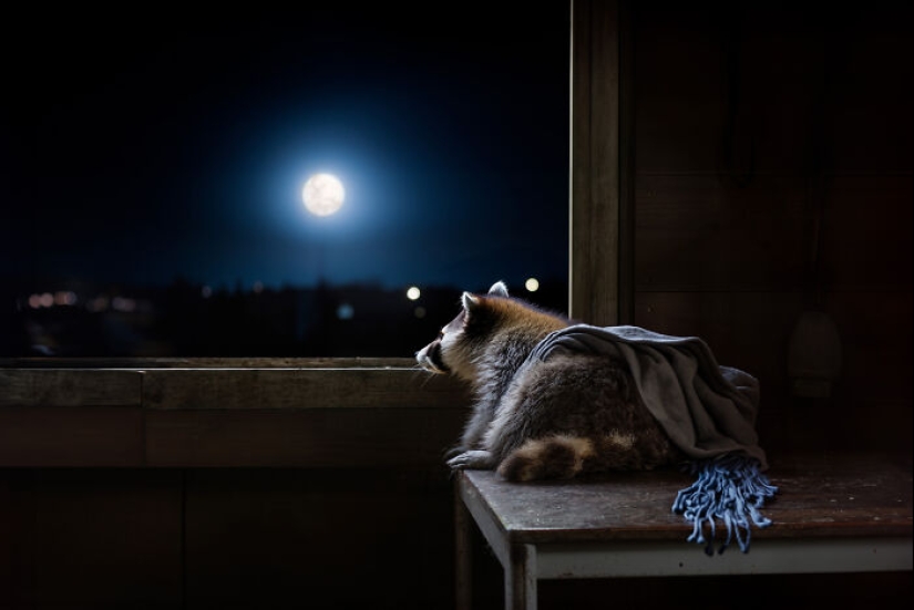 Soy un artista de manipulación de fotos, y aquí están 15 de mis obras de arte surrealistas. Soy un artista de manipulación de fotos, y aquí están 15 de mis obras de arte surrealistas.