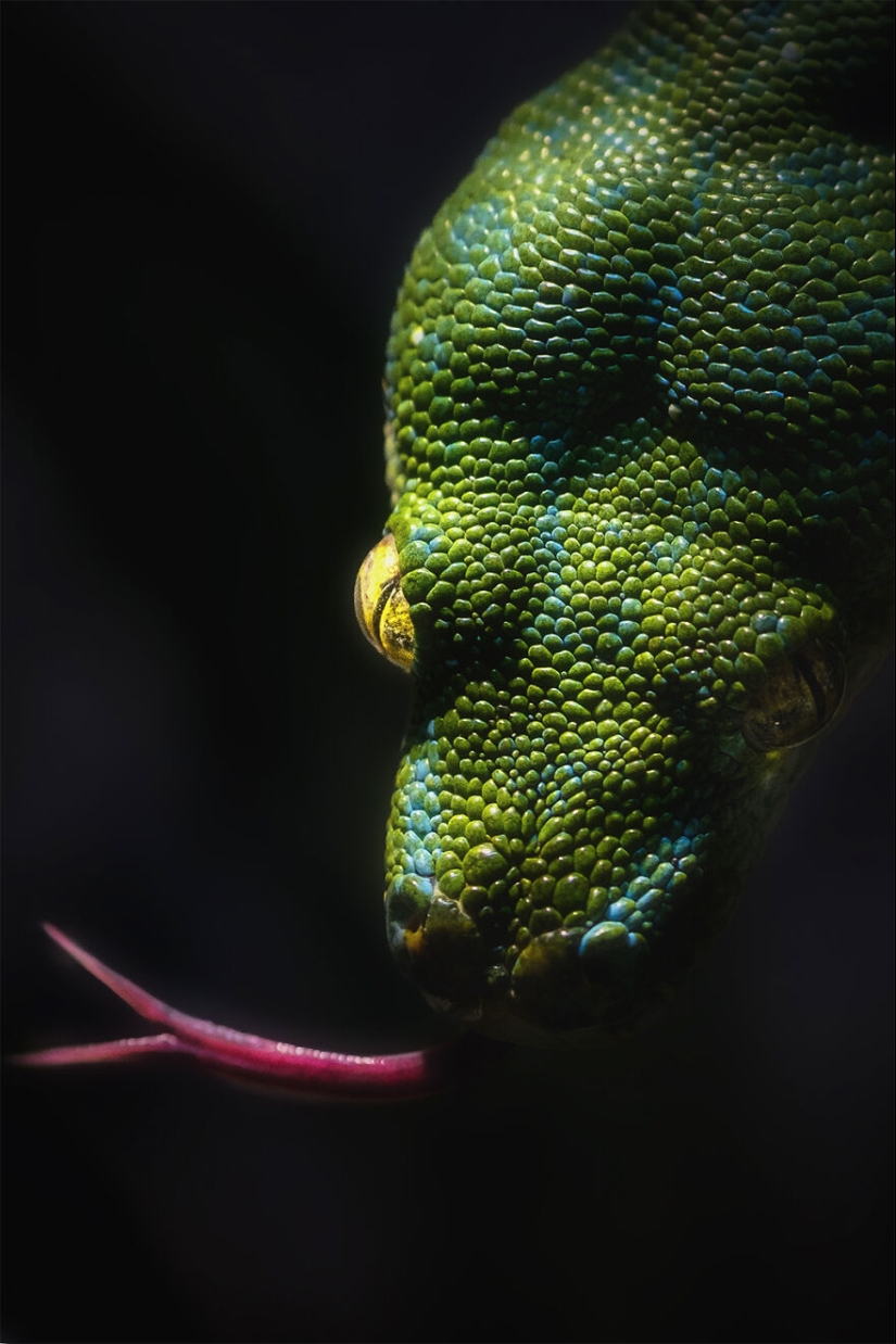 Soy un fotógrafo de animales, y aquí están mis 14 mejores retratos de ojos en primer plano que tomé en el zoológico. Soy un fotógrafo de animales, y aquí están mis 14 mejores retratos de ojos en primer plano que tomé en el zoológico.