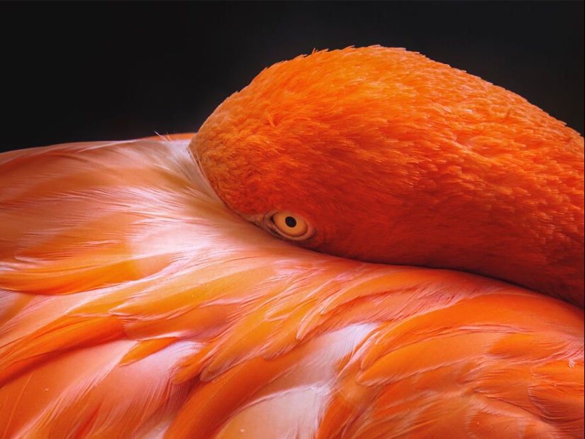 Soy un fotógrafo de animales, y aquí están mis 14 mejores retratos de ojos en primer plano que tomé en el zoológico. Soy un fotógrafo de animales, y aquí están mis 14 mejores retratos de ojos en primer plano que tomé en el zoológico.