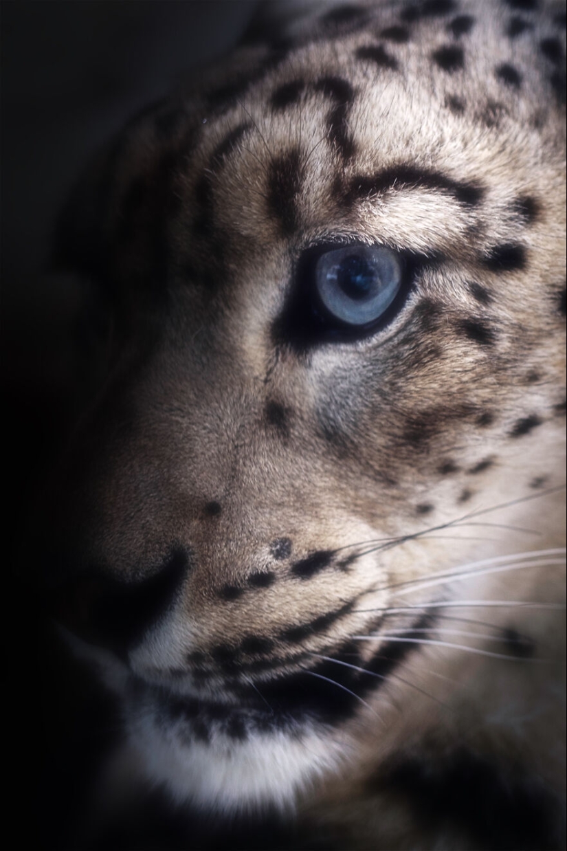 Soy un fotógrafo de animales, y aquí están mis 14 mejores retratos de ojos en primer plano que tomé en el zoológico. Soy un fotógrafo de animales, y aquí están mis 14 mejores retratos de ojos en primer plano que tomé en el zoológico.