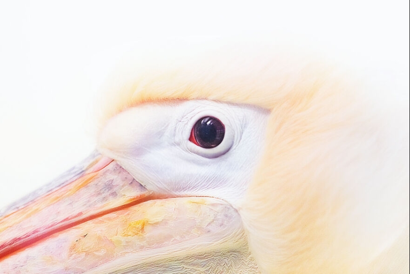 Soy un fotógrafo de animales, y aquí están mis 14 mejores retratos de ojos en primer plano que tomé en el zoológico. Soy un fotógrafo de animales, y aquí están mis 14 mejores retratos de ojos en primer plano que tomé en el zoológico.