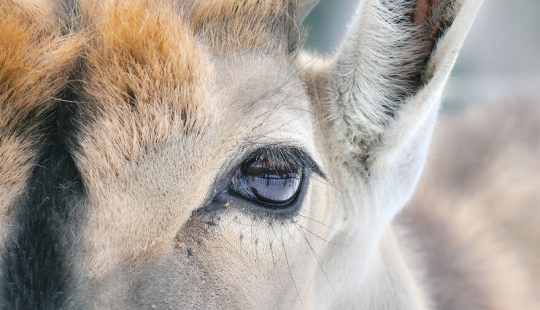 Soy un fotógrafo de animales, y aquí están mis 14 mejores retratos de ojos en primer plano que tomé en el zoológico.
