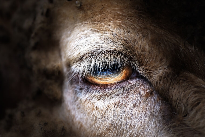 Soy un fotógrafo de animales, y aquí están mis 14 mejores retratos de ojos en primer plano que tomé en el zoológico. Soy un fotógrafo de animales, y aquí están mis 14 mejores retratos de ojos en primer plano que tomé en el zoológico.