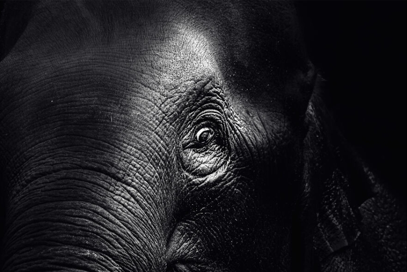 Soy un fotógrafo de animales, y aquí están mis 14 mejores retratos de ojos en primer plano que tomé en el zoológico. Soy un fotógrafo de animales, y aquí están mis 14 mejores retratos de ojos en primer plano que tomé en el zoológico.