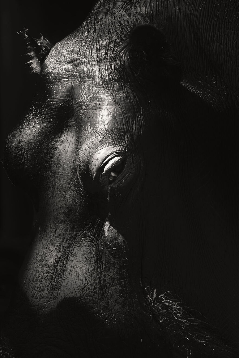 Soy un fotógrafo de animales, y aquí están mis 14 mejores retratos de ojos en primer plano que tomé en el zoológico. Soy un fotógrafo de animales, y aquí están mis 14 mejores retratos de ojos en primer plano que tomé en el zoológico.