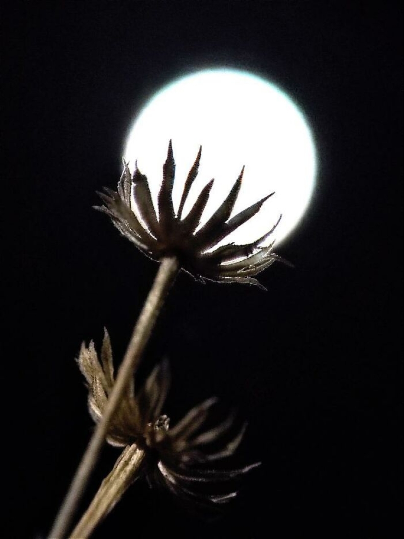 Sunset Stories: 10 Pics Of People’s Silhouettes, Plants And Insects By Aaditya Bhat