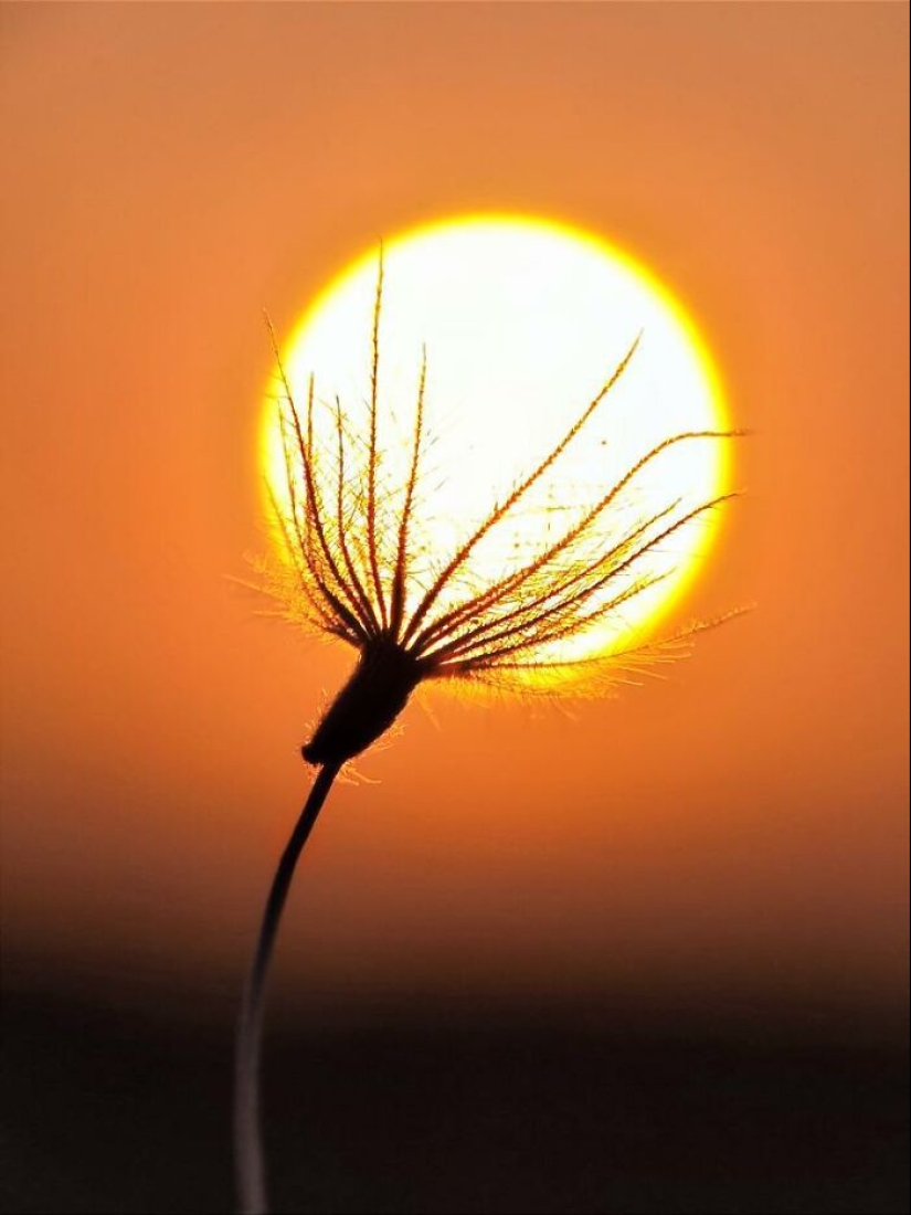 Sunset Stories: 10 Pics Of People’s Silhouettes, Plants And Insects By Aaditya Bhat