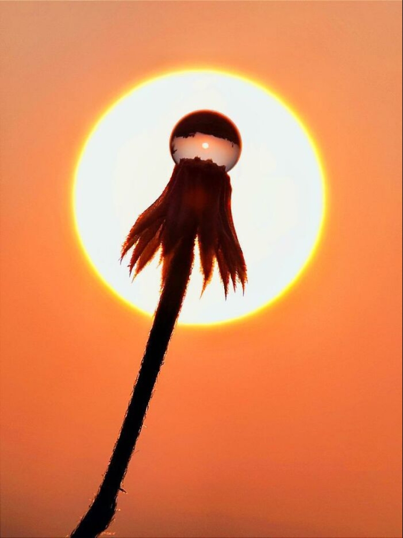 Sunset Stories: 10 Pics Of People’s Silhouettes, Plants And Insects By Aaditya Bhat