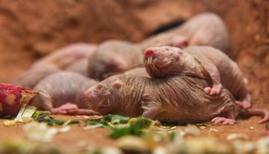 Superhombres o supervillains? Por qué los excavadores desnudos llevan a los niños a la esclavitud Superhombres o supervillains? Por qué los excavadores desnudos llevan a los niños a la esclavitud