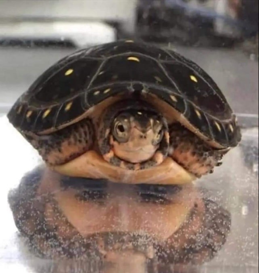 ¿Te pareció? 22 fotos de cosas que se parecen a otras cosas