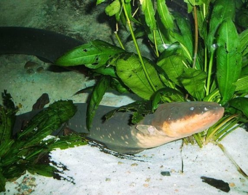 Test yourself: interesting questions about animals with answers Test yourself: interesting questions about animals with answers