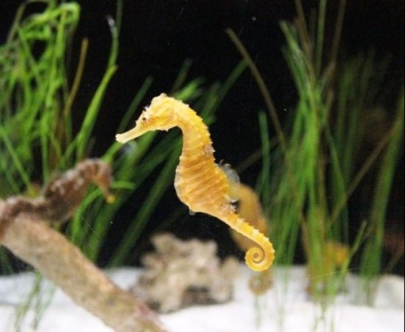 Test yourself: interesting questions about animals with answers Test yourself: interesting questions about animals with answers