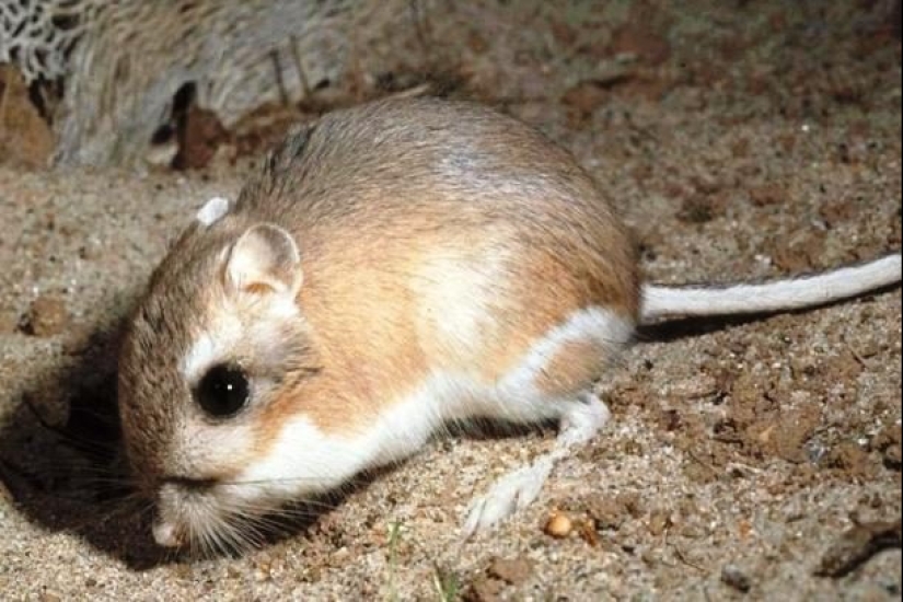 Test yourself: interesting questions about animals with answers Test yourself: interesting questions about animals with answers