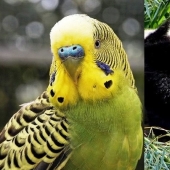 Test yourself: interesting questions about animals with answers