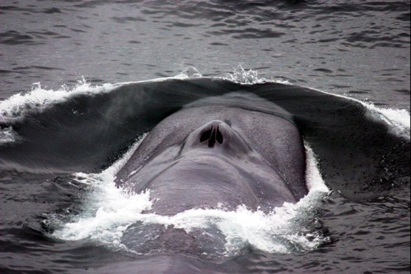 Test yourself: interesting questions about animals with answers Test yourself: interesting questions about animals with answers