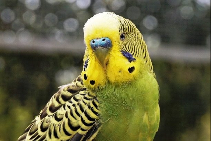 Test yourself: interesting questions about animals with answers Test yourself: interesting questions about animals with answers