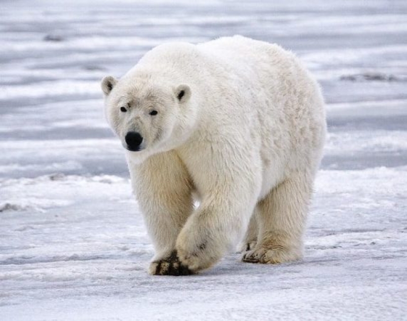 Test yourself: interesting questions about animals with answers Test yourself: interesting questions about animals with answers