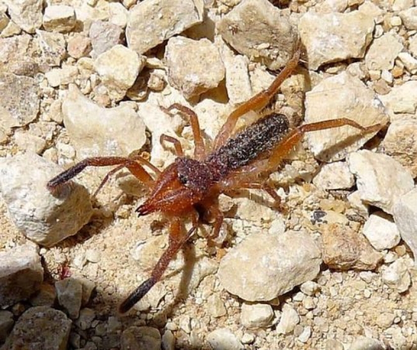 Test yourself: interesting questions about animals with answers Test yourself: interesting questions about animals with answers