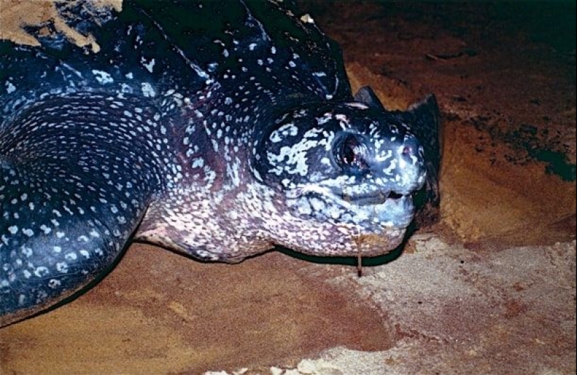 Test yourself: interesting questions about animals with answers Test yourself: interesting questions about animals with answers