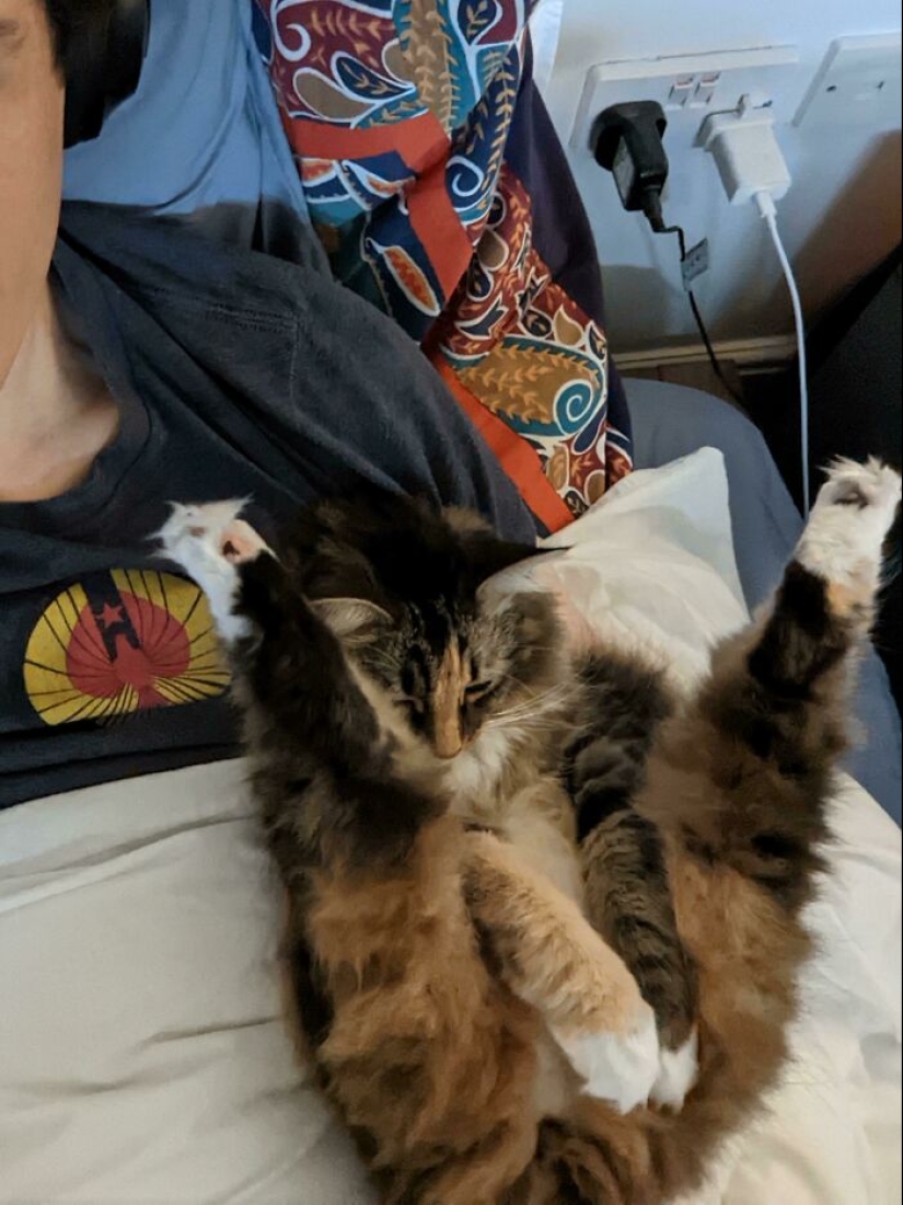 “That’s Just Not Right”: 50 Times Cats Were Acting So Weird, Owners Just Had To Take A Pic