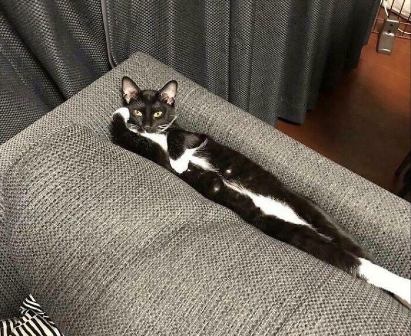 “That’s Just Not Right”: 50 Times Cats Were Acting So Weird, Owners Just Had To Take A Pic