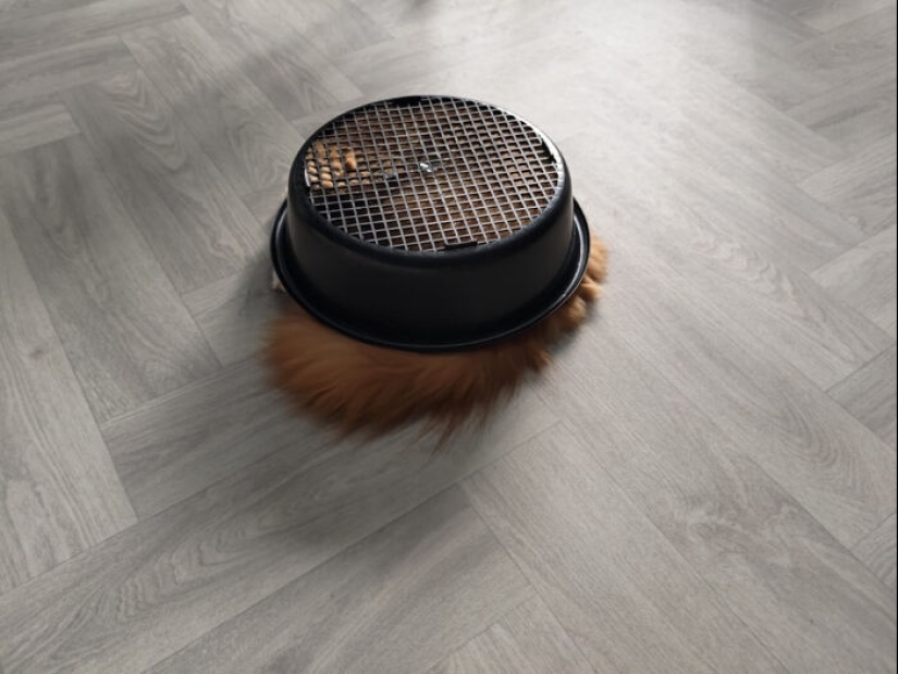 “That’s Just Not Right”: 50 Times Cats Were Acting So Weird, Owners Just Had To Take A Pic