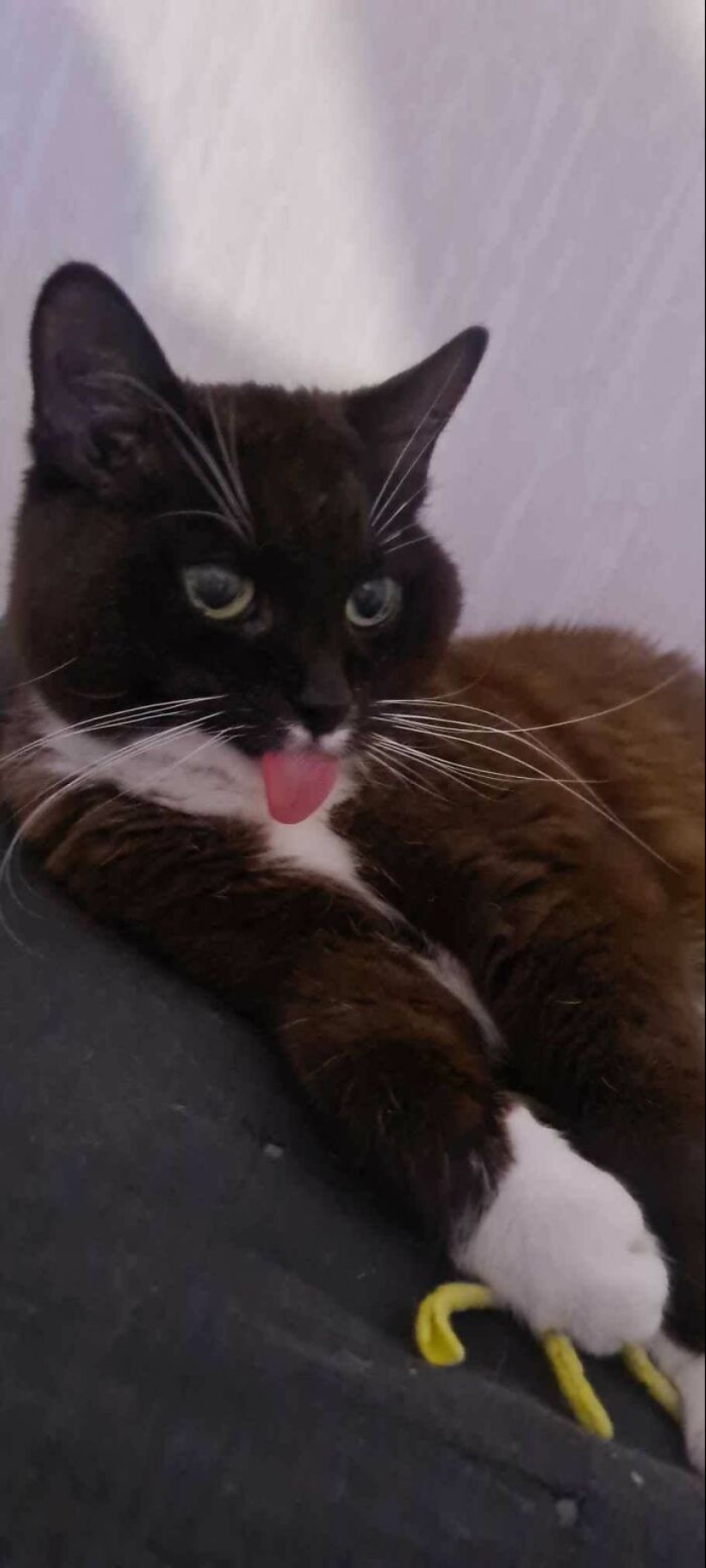 “That’s Just Not Right”: 50 Times Cats Were Acting So Weird, Owners Just Had To Take A Pic