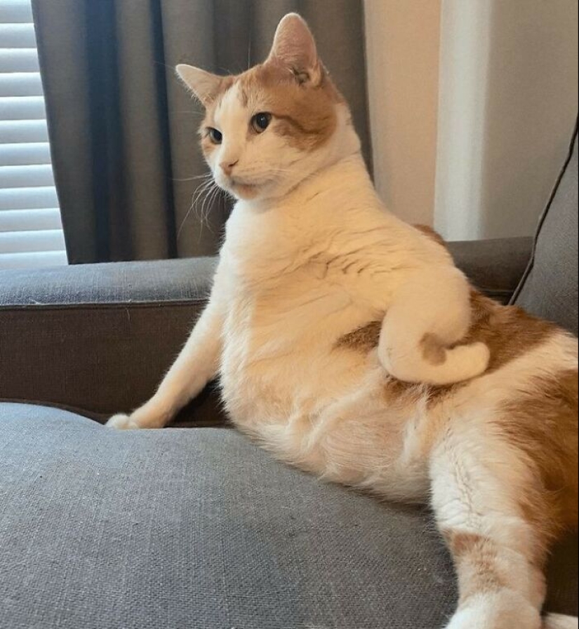 “That’s Just Not Right”: 50 Times Cats Were Acting So Weird, Owners Just Had To Take A Pic