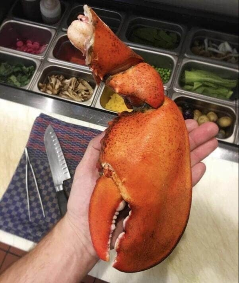 That's the size! 22 photos of incredibly huge things That's the size! 22 photos of incredibly huge things