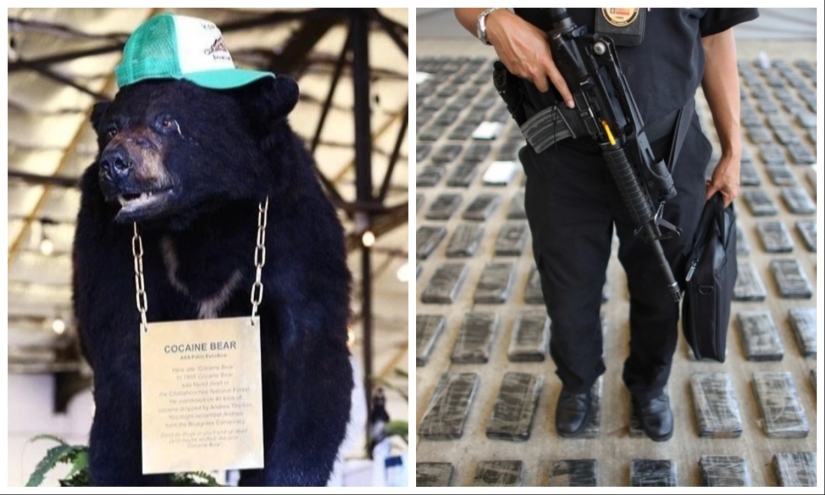 The amazing story of the Cocaine Bear — a bear who ate 34 kilos of smuggled cocaine The amazing story of the Cocaine Bear — a bear who ate 34 kilos of smuggled cocaine