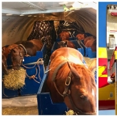 The herd goes to the sky: how horses are transported on airplanes