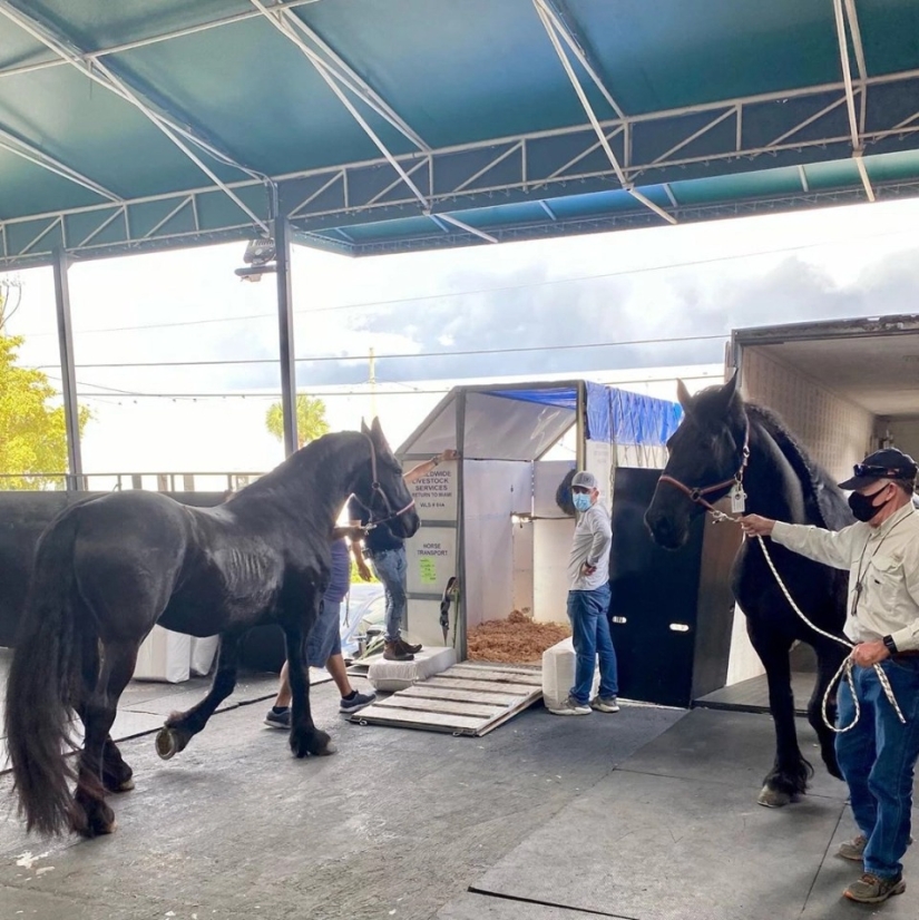 The herd goes to the sky: how horses are transported on airplanes