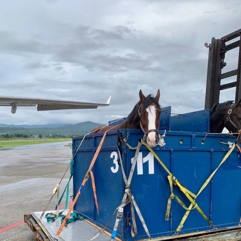 The herd goes to the sky: how horses are transported on airplanes
