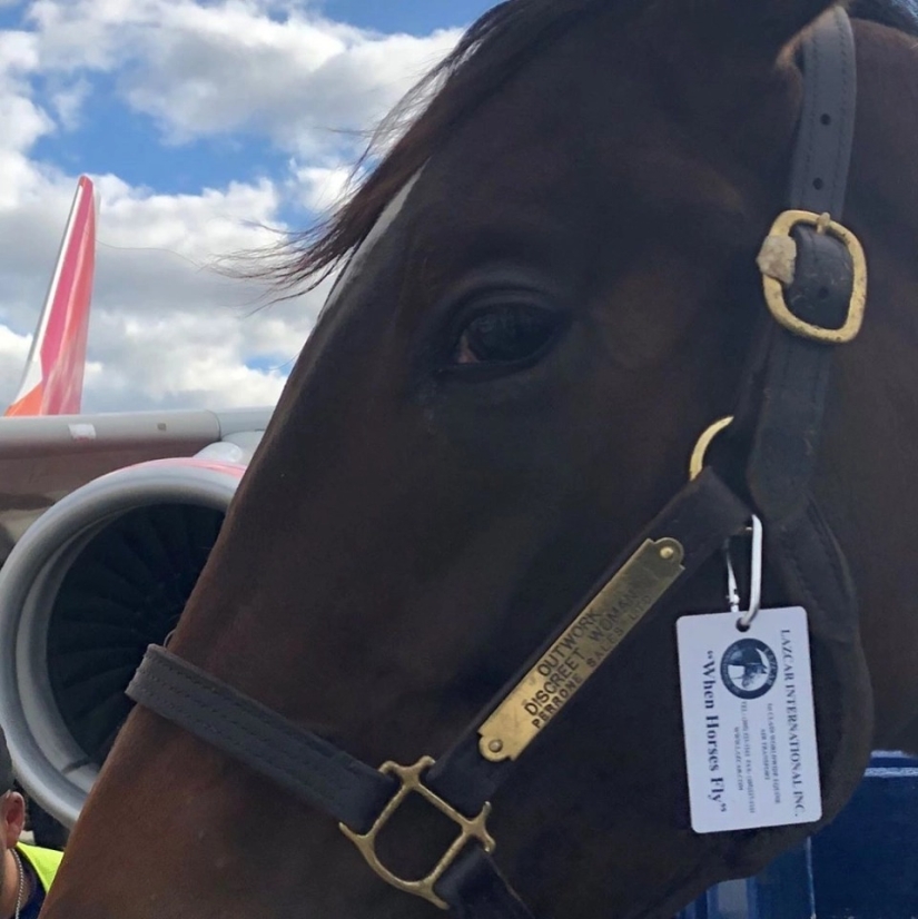 The herd goes to the sky: how horses are transported on airplanes