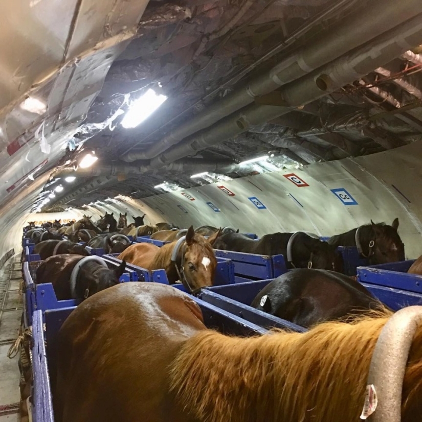 The herd goes to the sky: how horses are transported on airplanes