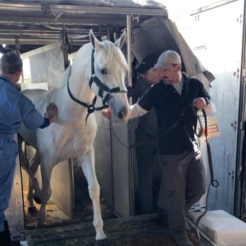 The herd goes to the sky: how horses are transported on airplanes