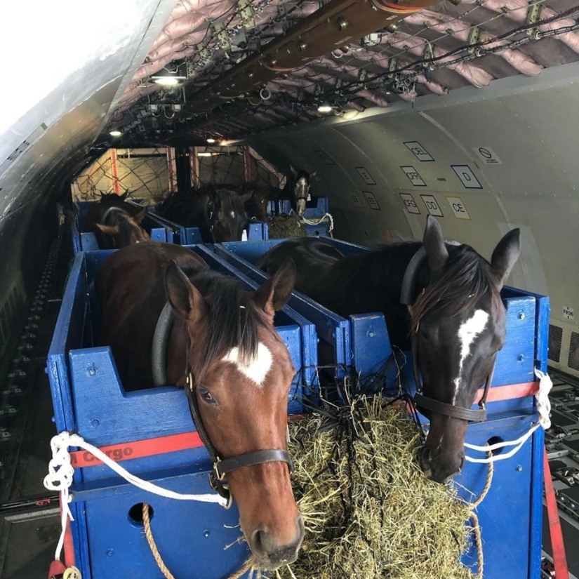 The herd goes to the sky: how horses are transported on airplanes